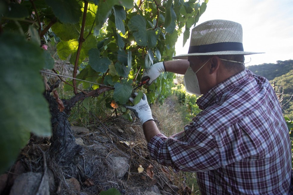 Un vendimiador corta racimos de uvas en el viñedo. Foto: CARLOS CASTRO/EP - 