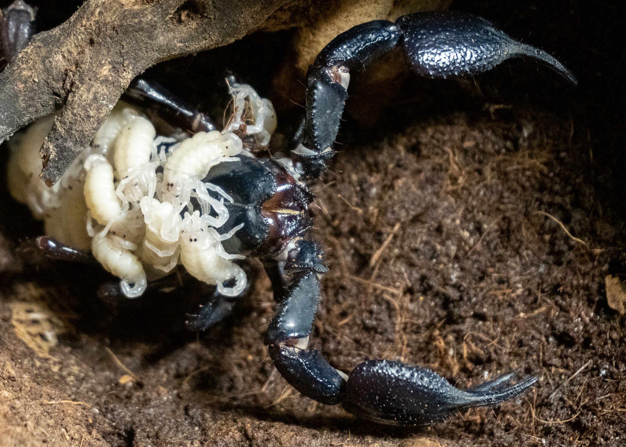 Crías de escorpión en Bioparc. Foto: BIOPARC - 