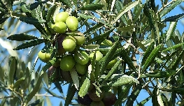El aceite de Castellón respira tras dos años negros: mejora la campaña pero la cosecha se queda al 50%