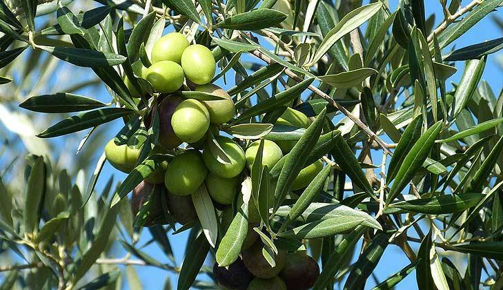 El aceite de Castellón respira tras dos años negros: mejora la campaña pero la cosecha se queda al 50%