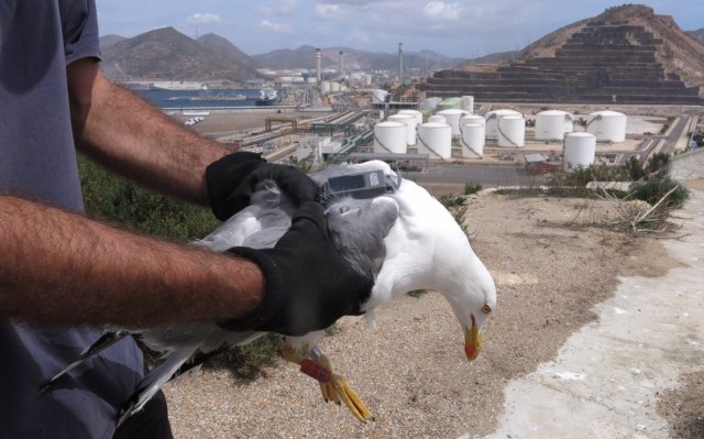 La UMU y la Autoridad Portuaria colaboran para proteger la biodiversidad en la Bahía de Cartagena
