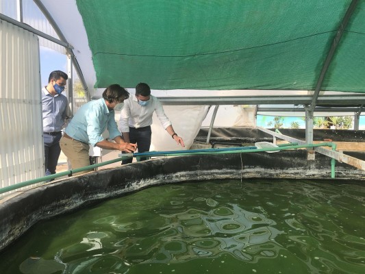 San Javier pone en valor la producción de microalgas para uso alimentario, farmacéutico o cosmético