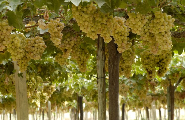 Los agricultores murcianos esperan 