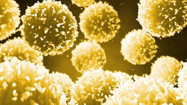 La vitamina C, clave para la función de las células inmunitarias
