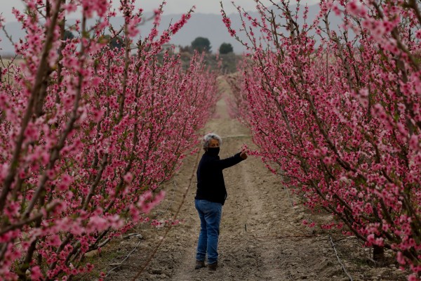 La Región por sectores: agricultura