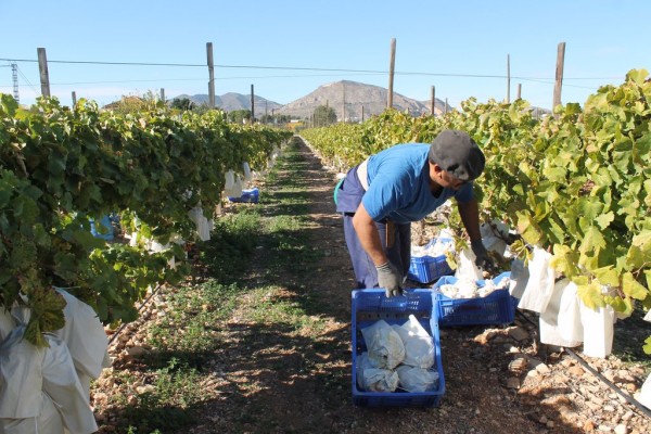 La Uva Embolsada del Vinalopó registra una bajada de la producción de un 50 % en la variedad Aledo 
