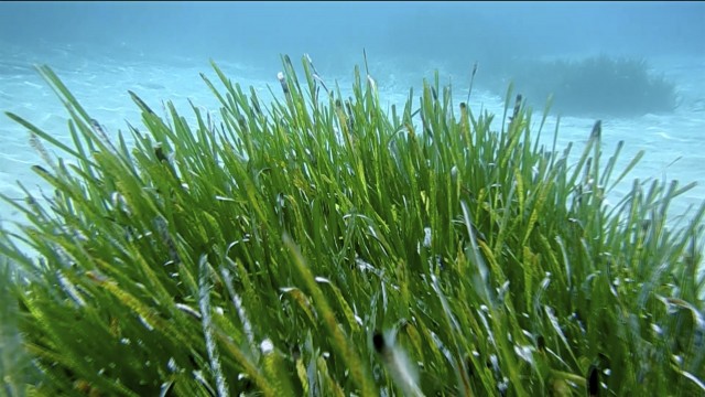 Transición Ecológica crea un servicio de vigilancia de la posidonia para el próximo verano