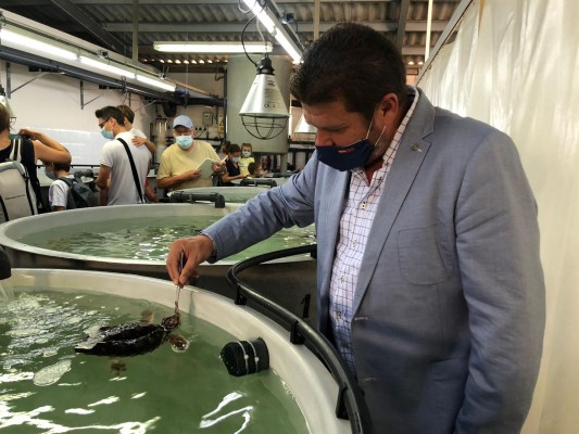 Organizan este verano visitas guiadas a las crías de tortuga boba de la Región en San Pedro