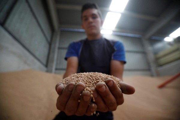 Una olivarera y Aimplas trabajan para convertir el hueso de la aceituna en un material biodegradable