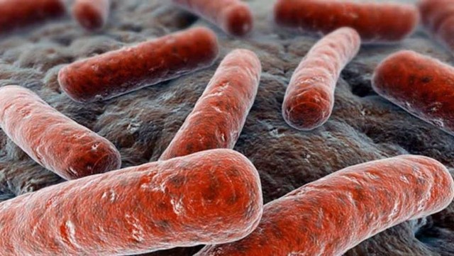 Las células humanas aprovechan el poder de los 'detergentes' para eliminar las bacterias
