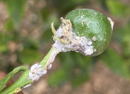 AVA y La Unió pedirán indemnizaciones a fincas con un 20% de frutos dañados por el cotonet