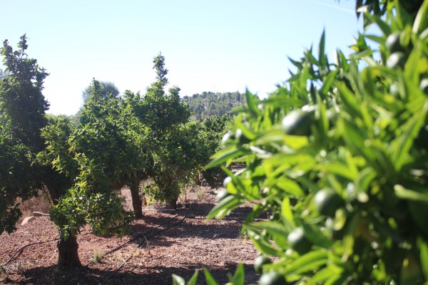 Onda insta a la Generalitat a que actúe contra la plaga del cotonet y destine ayudas a agricultores