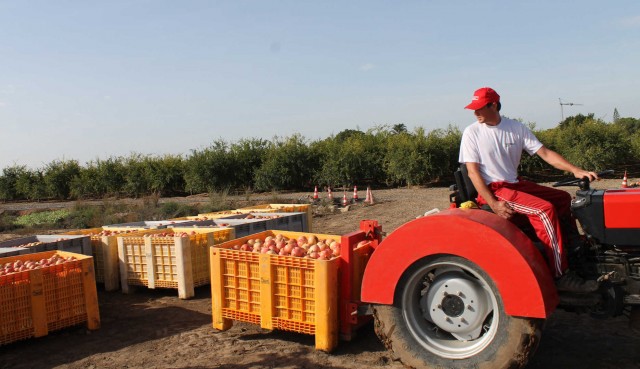 La granada mollar busca más productores de la zona amparada para la Denominación de Origen