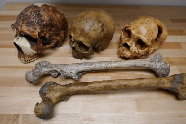 Un estudio apunta que el clima cambió el tamaño de nuestros cuerpos y de nuestros cerebros
