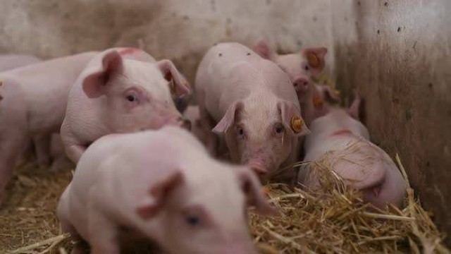Los ganaderos murcianos acusan a Garzón de criminalizar al sector de la carne