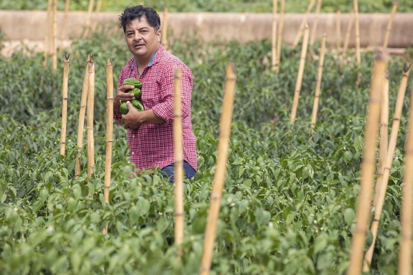 Chile mexicano entre campos de naranja valenciana
