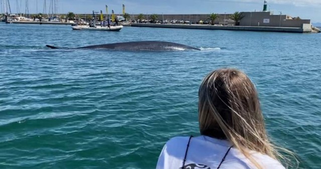 Vídeo: Una ballena de dieciocho metros se cuela en el Club Náutico de València
