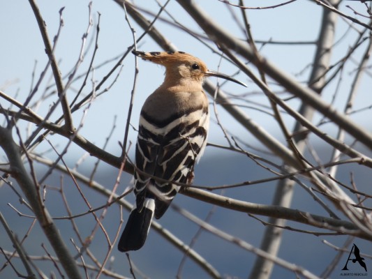 Castelló organiza este verano actividades para dar a conocer las aves autóctonas del término municipal