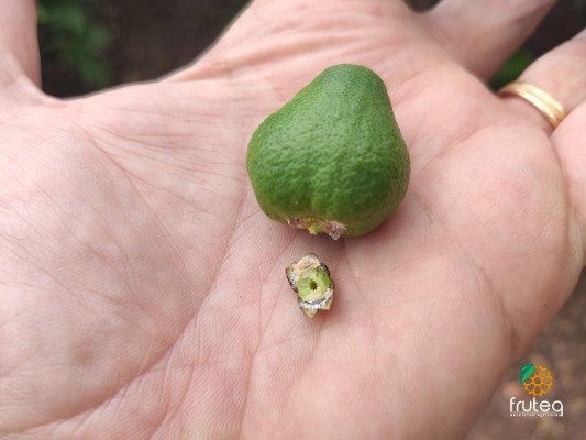 Fruteq denuncia que el cotonet está 