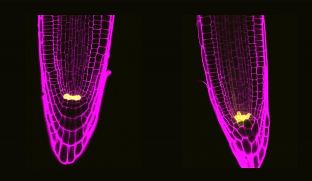 Un estudio halla dos proteínas en células madre de plantas que podrían frenar el envejecimiento
