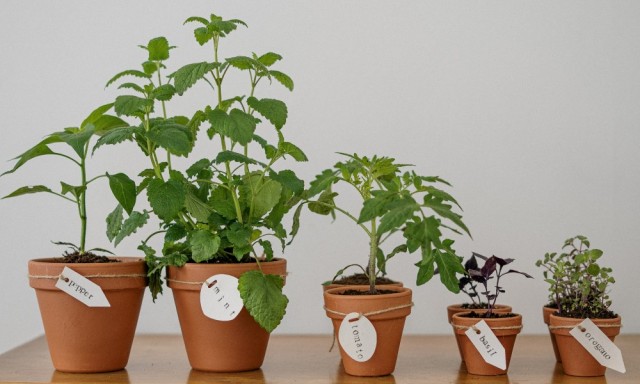 Cinco trucos y consejos para cuidar las plantas en verano
