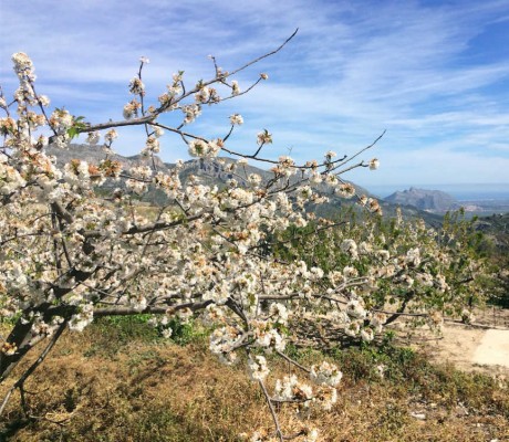 Cirerers florits entre històries de moros i cristians