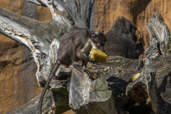 Gastronomía de fieras: nos metemos en las cocinas del Bioparc