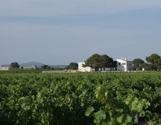 La Generalitat elaborará el Catálogo de Paisajes Culturales de la Viticultura para preservar el sector