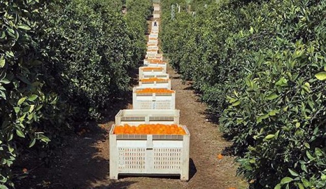 La UE no aumenta los controles de naranjas con plaguicidas procedentes de Turquía y Egipto