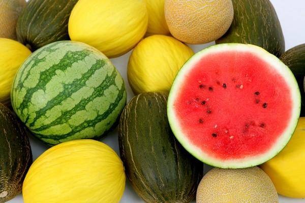 La campaña del melón y la sandía de la Región se ve amenazada por la falta de calor en Europa