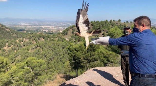 Un águila calzada recobra la libertad tras ser acogida en el Centro de Recuperación de El Valle 