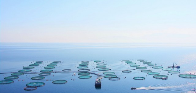 El proveedor griego de pescado de Mercadona abre una piscifactoría en España para lubina y dorada