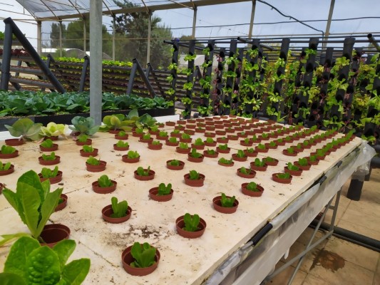 La acuaponía, un sistema que combina la producción de peces con el cultivo de plantas, aterriza en Torre Pacheco