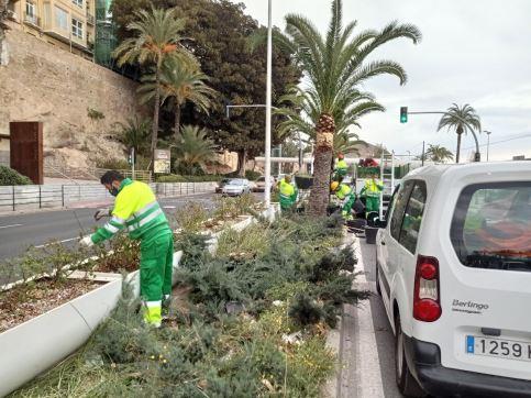 Los operarios a cargo de la contrata de zonas verdes de Alicante, en la mediana ajardinada de Juan Bautista Lafora. - 