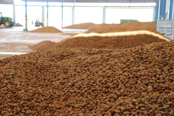 La almendra murciana sale reforzada esta campaña con un 16% más de producción
