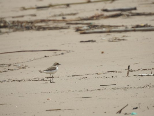 SEO/BirdLife crea refugios de biodiversidad en playas de Castellón para reforzar la flora endémica