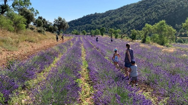 Cinctorres reinventa la agricultura en Els Ports con el cultivo de hierbas aromáticas como
alternativa