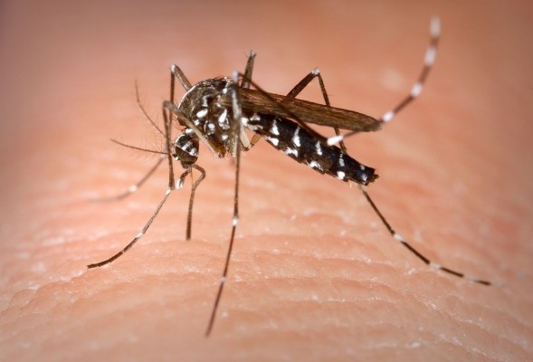 Sanidad invierte 400.000 euros para erradicar el mosquito tigre en la Comunitat Valenciana