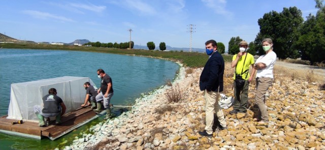 Instalan una isla-refugio para la malvasía blanca en las lagunas de Cabezo Beaza
