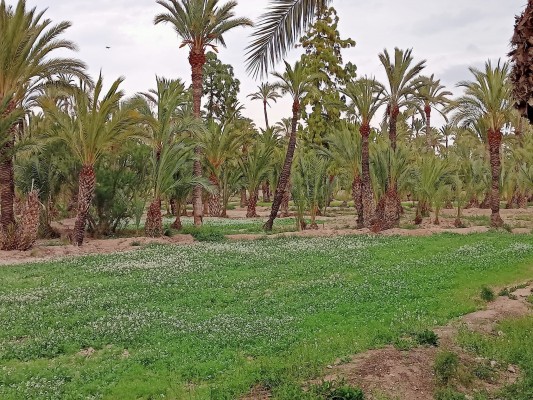 Elche exige inversiones: restaurar la Vila Murada, el Tram, conexión de huertos o Ciudad de las Artes Escénicas
 
