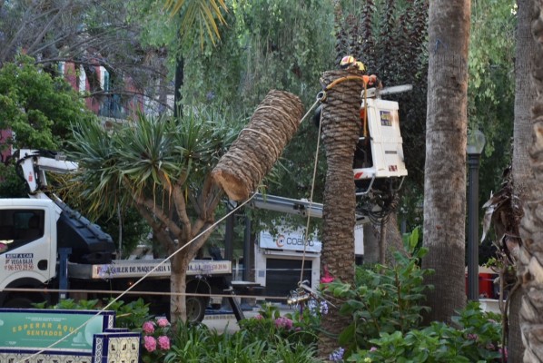 El picudo rojo provoca la retirada de una palmera en plena Glorieta en Elche
