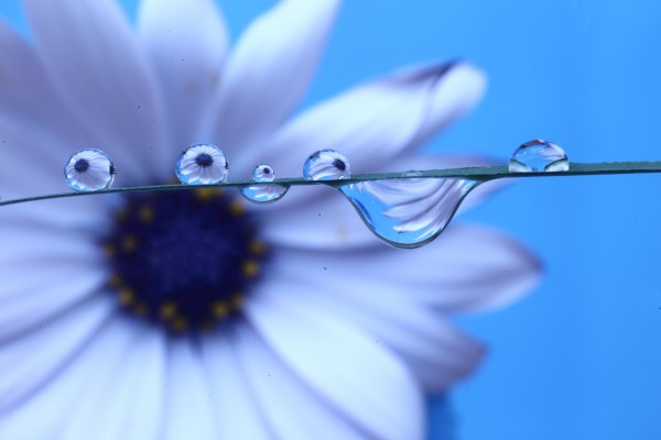 La belleza de lo empírico: la UMU premia dos fotografías que mezclan arte y ciencia