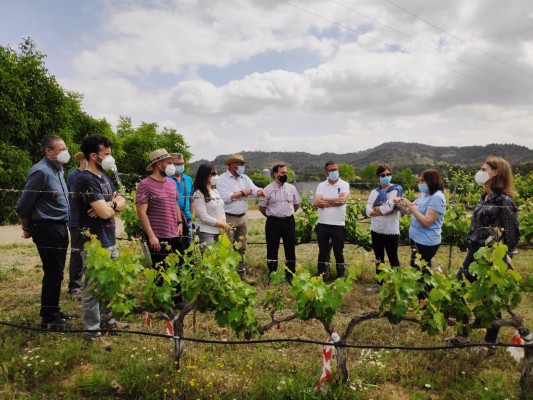El IMIDA 'busca' la uva de vino sin pepita y resistente a la sequía y a enfermedades como oídio y mildiu