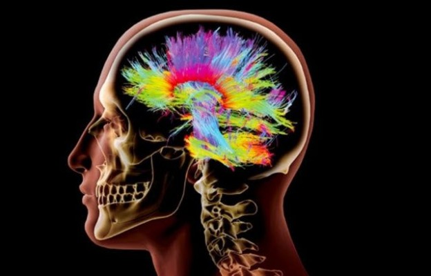 Descubierto el circuito cerebral que indica cuándo hay que dejar de comer 