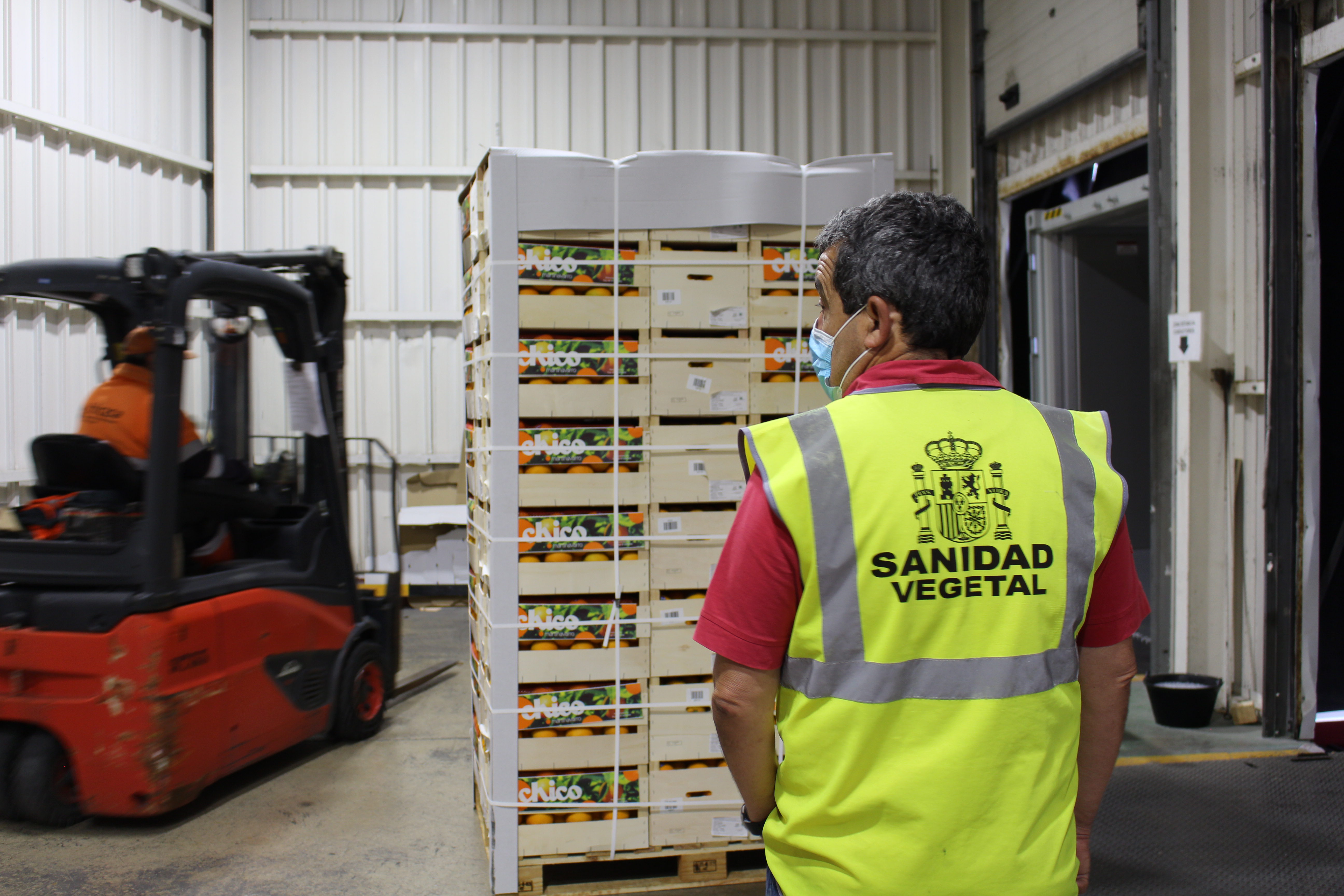 Nueve empresas realizan el primer envío de naranjas 