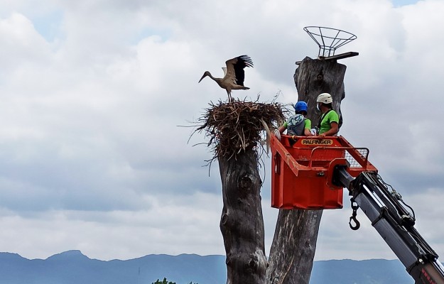 Terra Natura anilla cinco pollos de cigüeñas para hacer un seguimiento de estas aves en la Región