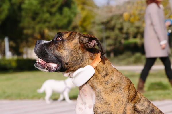 La valenciana Gosi inicia la producción de su geolocalizador de mascotas 
