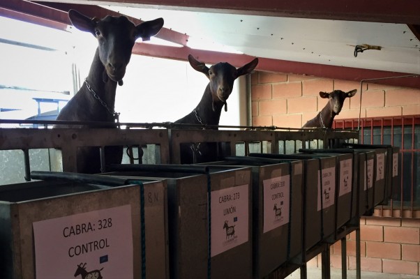 Un proyecto de alimentación animal liderado por La Unió opta a ser uno de los mejores de Europa  