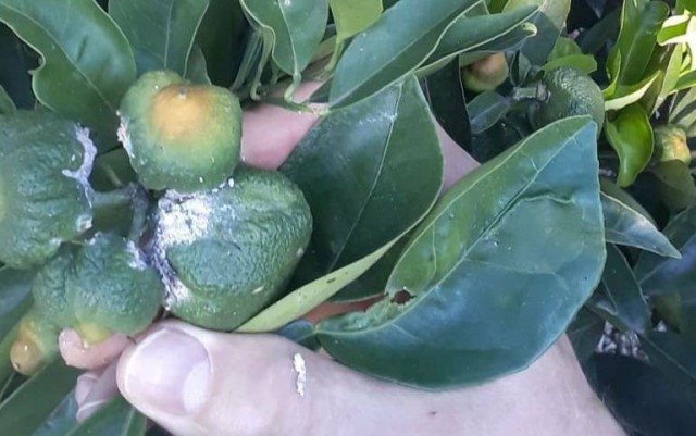 La lucha contra el cotonet de Sudáfrica encarece un 55% el cultivo de naranjas y clementinas