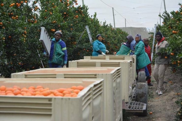 La lucha contra el Cotonet de Sudáfrica eleva en un 55% los costes de producción de los cítricos valencianos 

